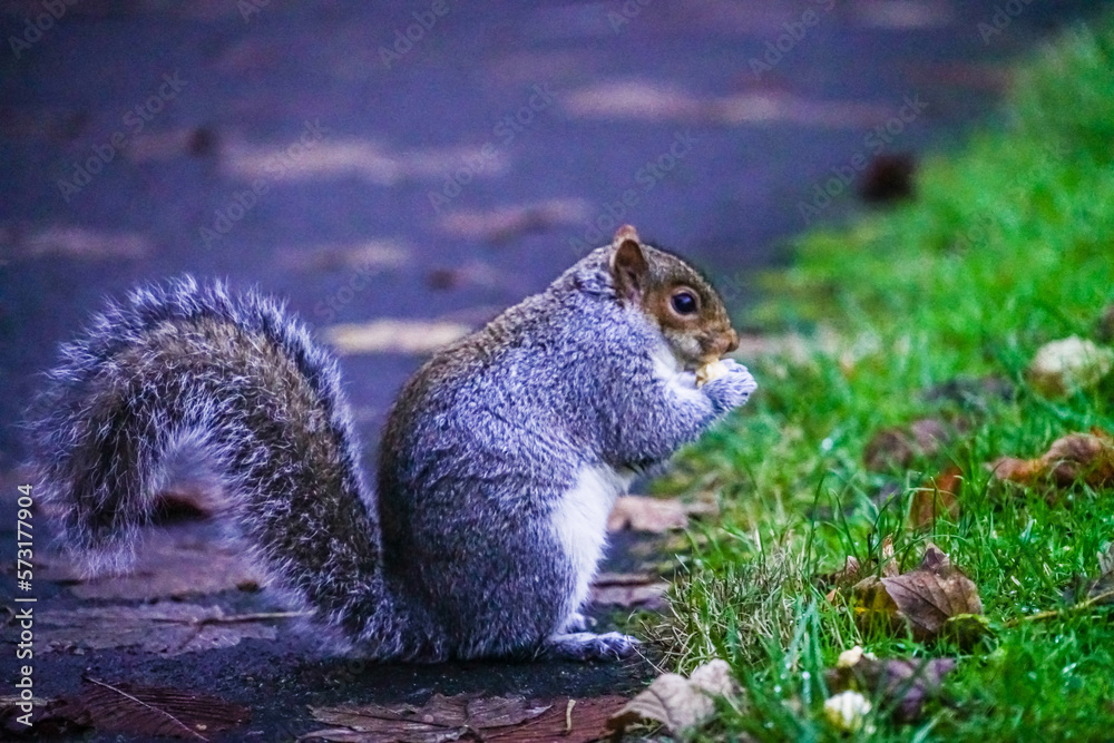 squirrel eating nut squirrel eating nut