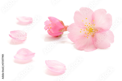桜 花びら ピンク 春 白 背景 © Naoki Kim