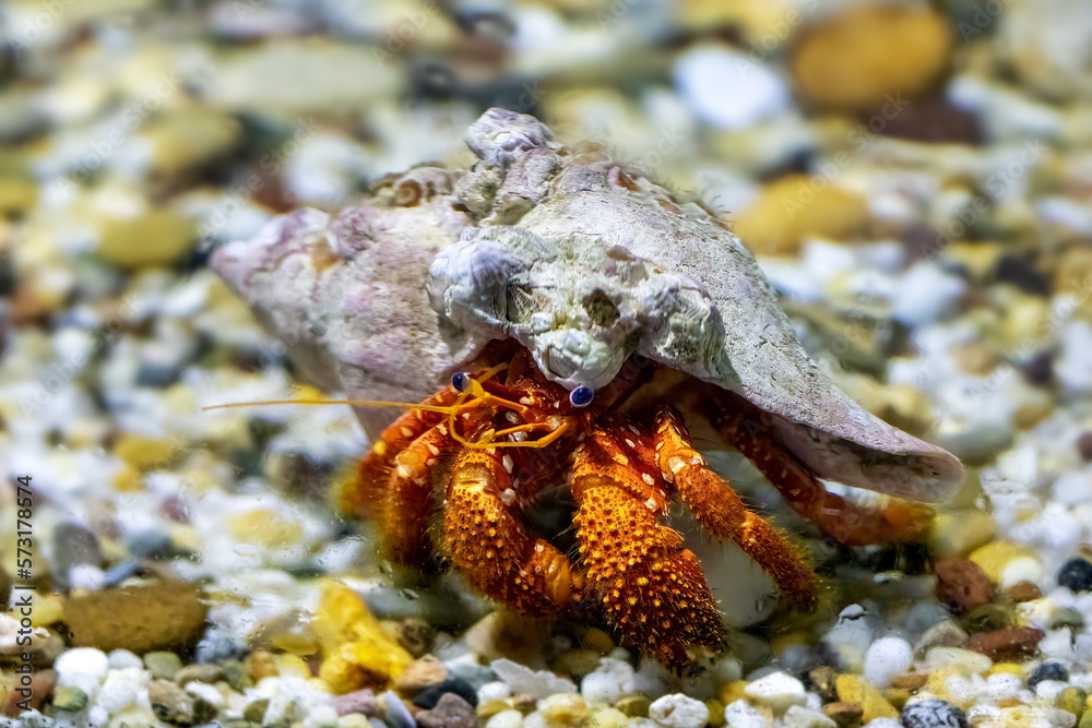 A hermit crab underwater. These marine creatures live in discarded seashells, and trade up to a lager shell as they grow