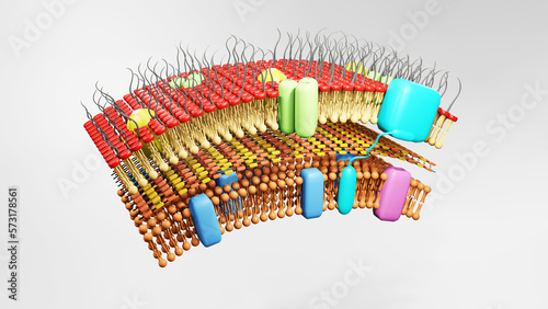 3D illustration of cell wall of gram-positive bacteria, contains peptidoglycan and lipopolysaccharide layer and other proteins photo