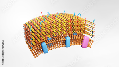 3D illustration of cell wall of gram positive bacteria, it has thick peptidoglycan layer made of NAM and NAG, which are its monomers photo