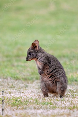 Tasmanian Pademelon, Thylogale billardierii, also known as the rufous-bellied pademelon or red-bellied pademelon. A marsupial relative of wallabies and kangeroos and found in Tasmania