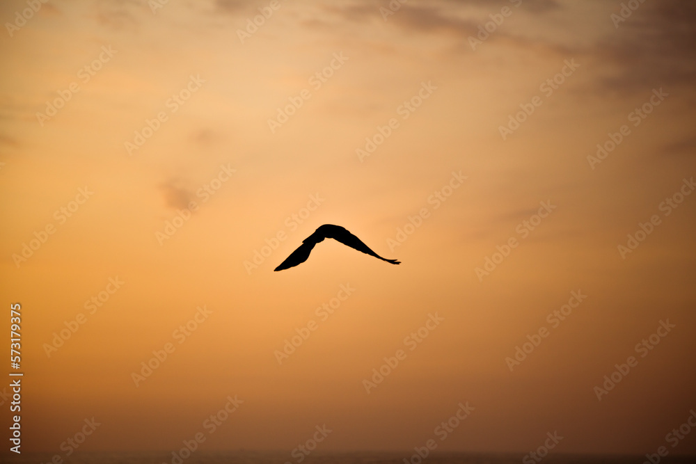Naklejka premium birds in the sky