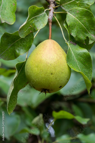 Fresh pear fruit on pear tree in the garden summertime
