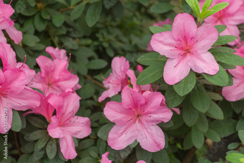 Azalea blooming in the garden. Pink flowers on a bush. photo