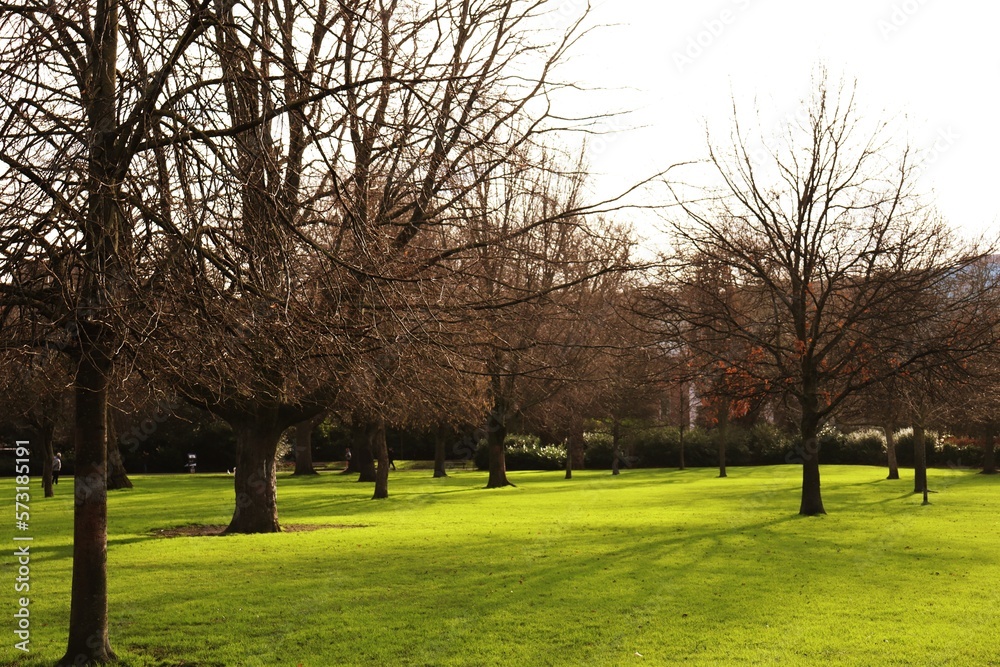 trees in the park