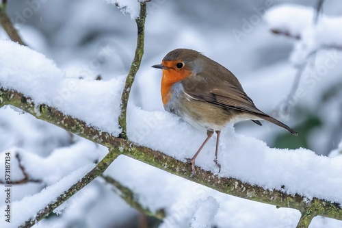 Robin /Erithacus rubecula