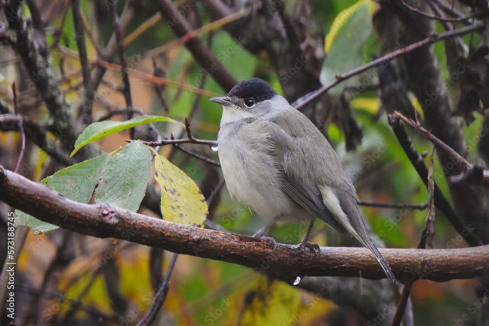 Fototapeta premium Blackcap (Sylvia atricapilla) male in the rain sitting in bush in fall.