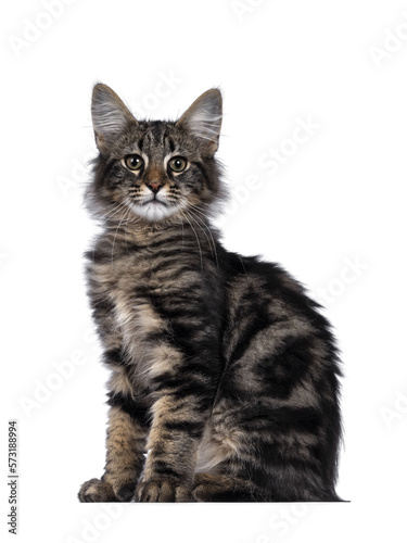 Cute young black tabby blotched Norwegian Forestcat kitten, sitting side ways. Looking with green brown eyes towards camera. Isolated cutout on transparent background.