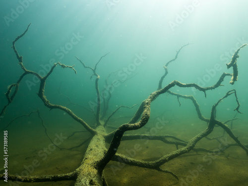 Old pine trunk sunken on lake bottom