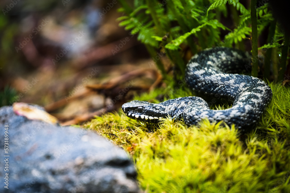 Obraz premium snake in the wildlife in germany forest