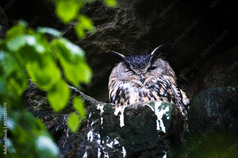 Fototapeta premium portrait of owl in the nature in bavarian forest