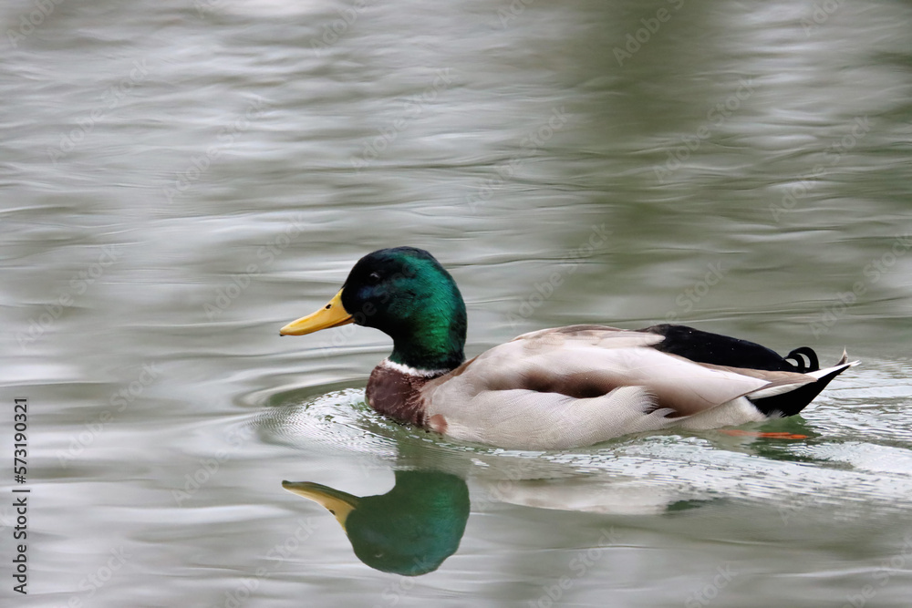 Duck Duck