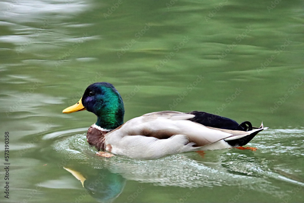 Obraz premium Duck