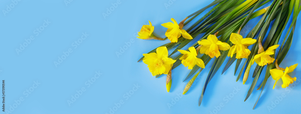 Set of beautiful yellow daffodils lie on blue background. Flat lay Top view with copy space for  your text. Banner for congratulations.
