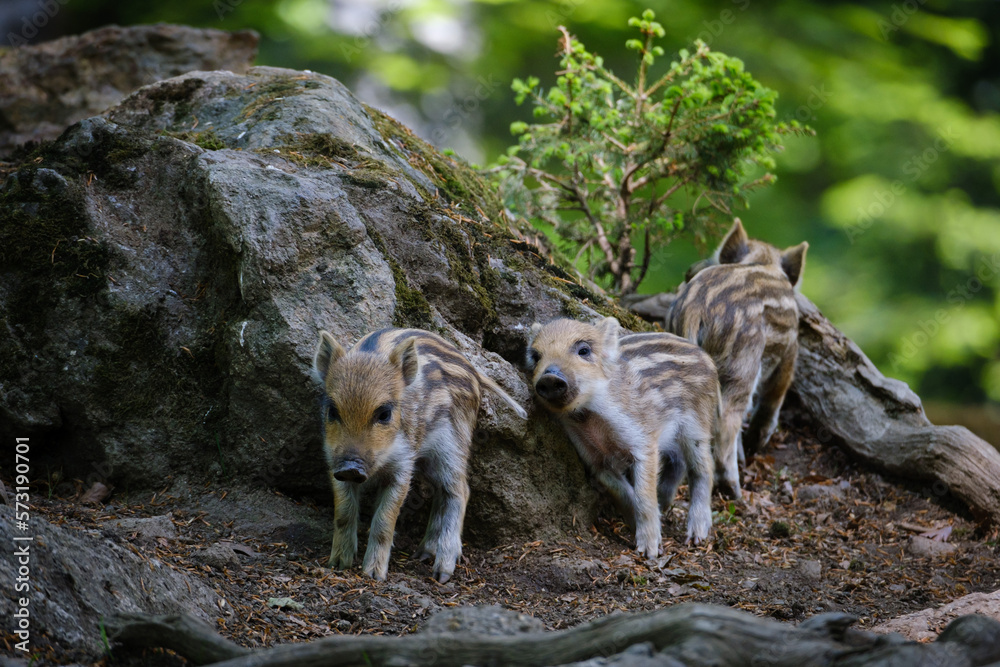 Obraz premium wild baby pigs i the forest in germany