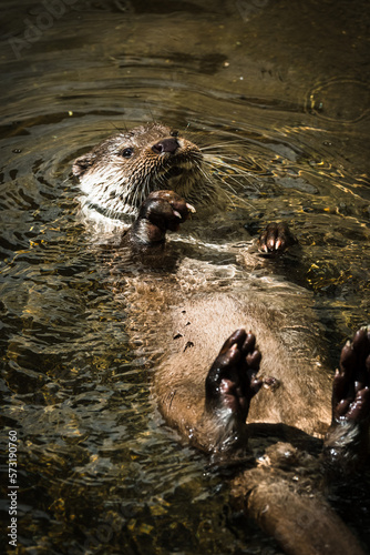 portrait of otter in the pond