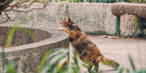 Photography cat on the ground
