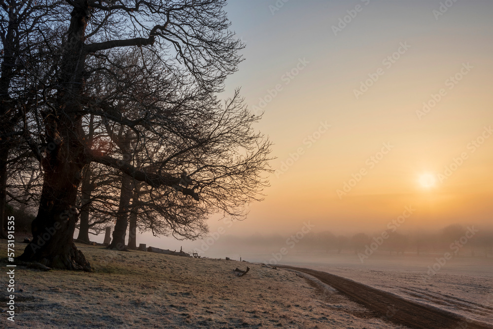 Stunning Winter sunrise landscape image at dawn with hoarfrost on the plants and trees with golden hour sunrise light Stunning Winter sunrise landscape image at dawn with hoarfrost on the plants and trees with golden hour sunrise light