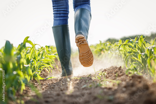 Farmer with rubber boots walks in dry corn field. Agricultural activity in cultivated land at arid climate. Impact of climate change on agriculture