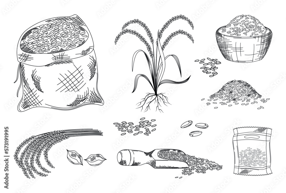 Germ Rice Brown Ricedrawing Rice grains, cereal engraving sketch style set. Brown paddy, basmati ...