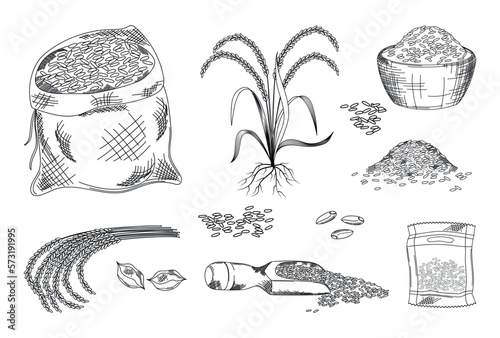Wallpaper Mural Rice grains, cereal engraving sketch style set. Brown paddy, basmati bowl, doodle hand drawn meal, pile of seeds. Line isolated elements. Bakery product. Vector current vintage illustration Torontodigital.ca