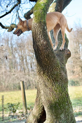 Profile view of an healthy belgian malinois dog perched in a tree and  looking down with a forest in the background.