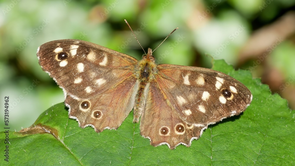 Obraz premium Pararge aegeria / speckled wood butterfly