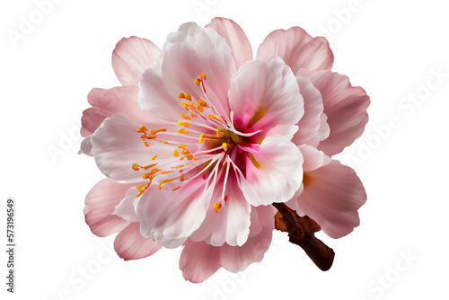 pink flower isolated on background
