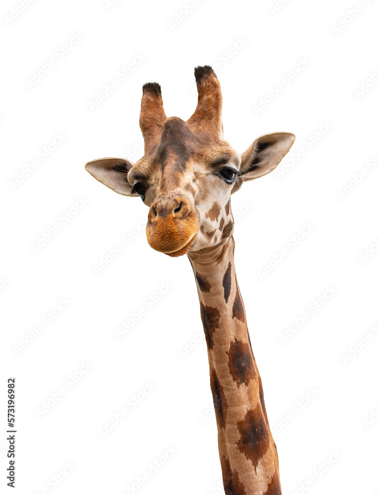 Portrait of giraffe isolated on white background.