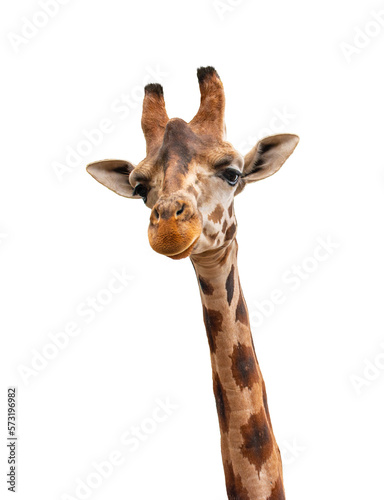 Portrait of giraffe isolated on white background.