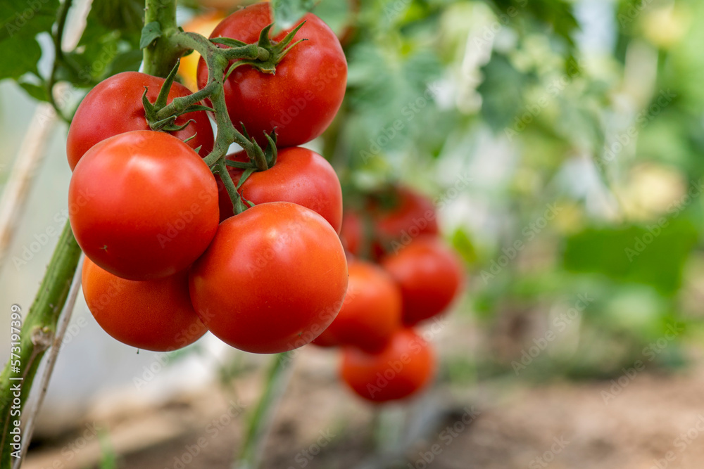 Fotografie Red tomato in greenhouse