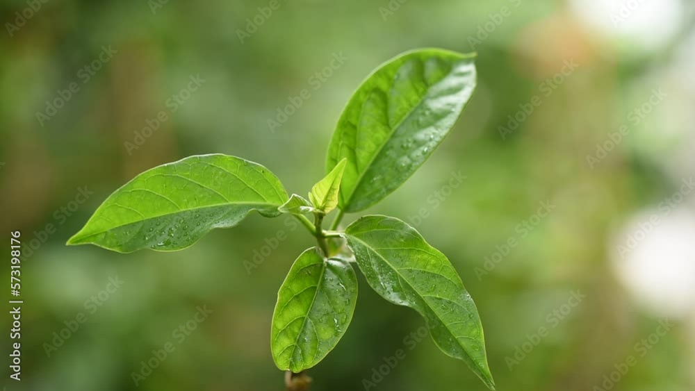 Gymnema inodorum branch green leaves on nature background. Gymnema inodorum branch green leaves on nature background.