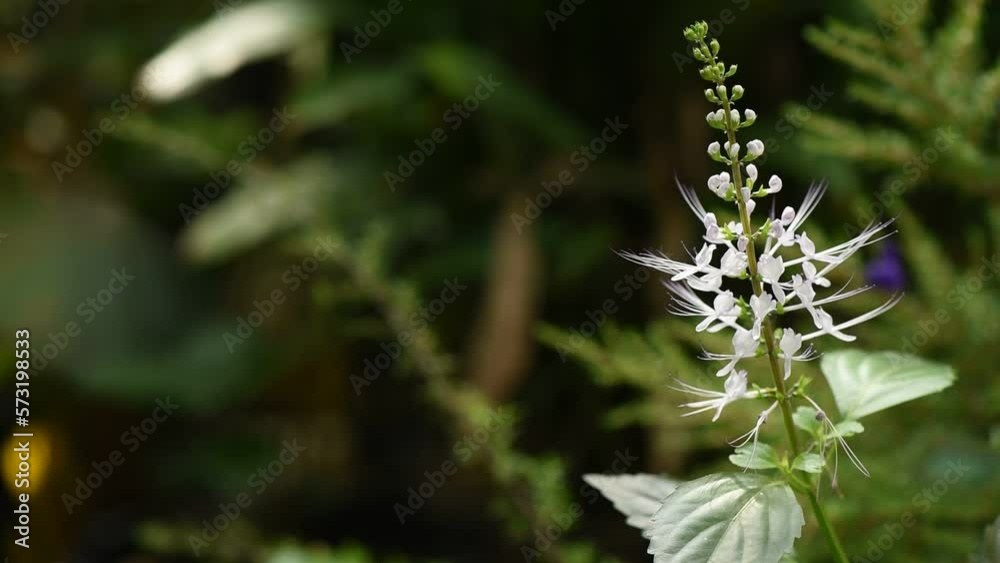 Orthosiphon aristatus flowers and green leaves on nature background. Orthosiphon aristatus flowers and green leaves on nature background.