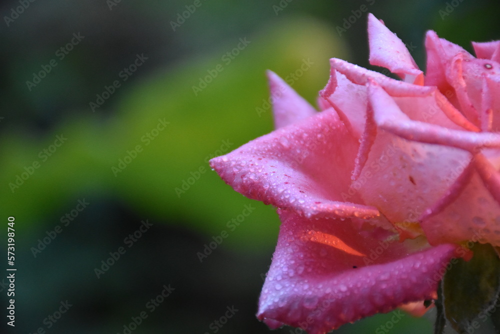 The orange rose with water drops