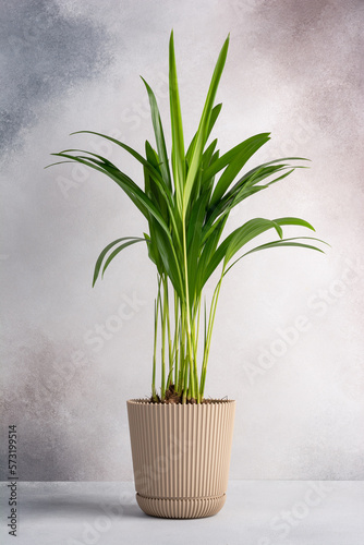 Obraz na płótnie Decorative indoor plant Areca Palm (Dypsis lutescens)