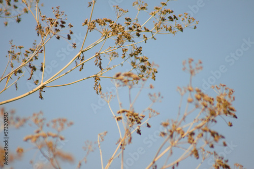 Closeup of poison hemlock seeds with blue sky on background