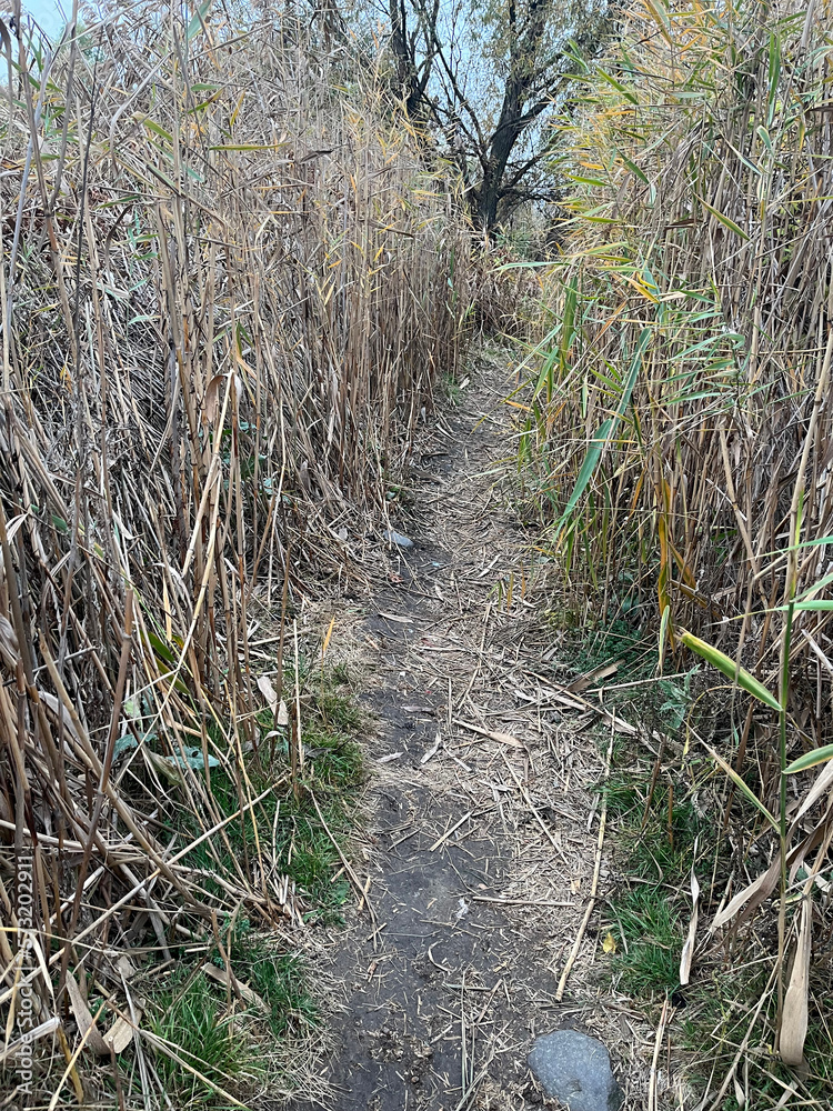 Closeup of dirt pathway that passes through the reeds Closeup of dirt pathway that passes through the reeds