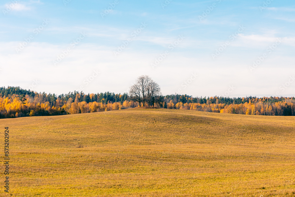 Autumn landscape with golden color trees in the background Autumn landscape with golden color trees in the background