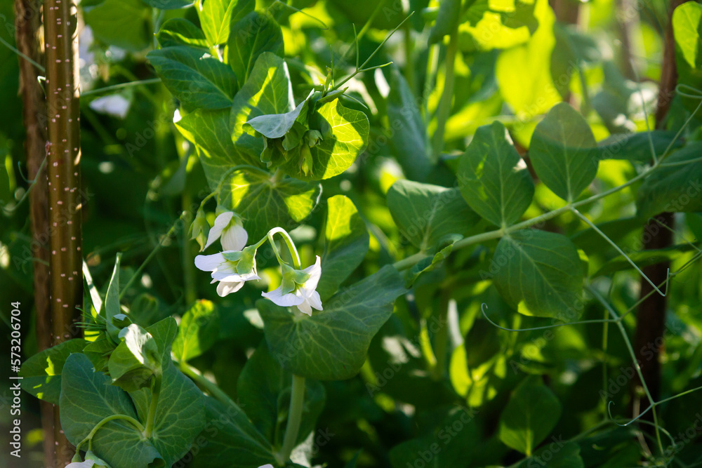 Close up shot of green peas blooming in the garden Close up shot of green peas blooming in the garden