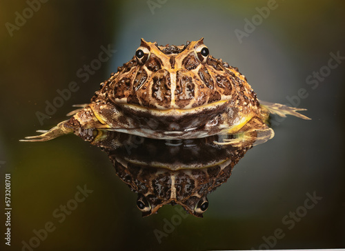 venezuelan horned frog, Ceratophrys calcarata photo