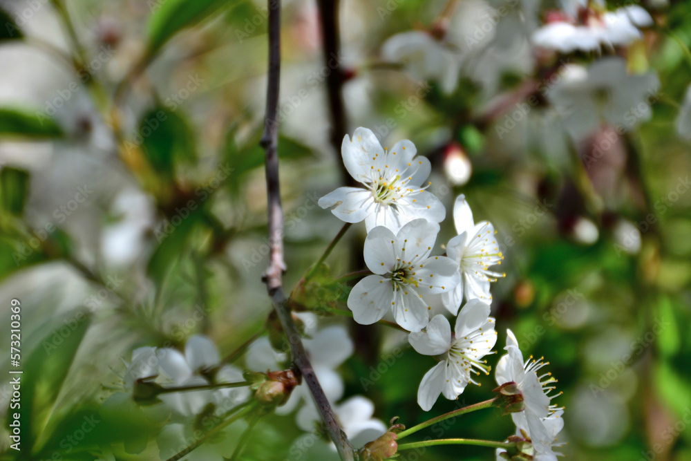 branch of cherry tree with white flowers isolated in shadow of the garden, macro branch of cherry tree with white flowers isolated in shadow of the garden, macro