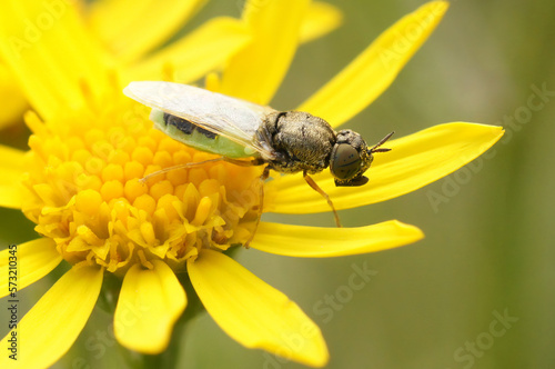 Closeup on the Common Green Colonel, Oplodontha viridula, sitting on a yellow flower photo