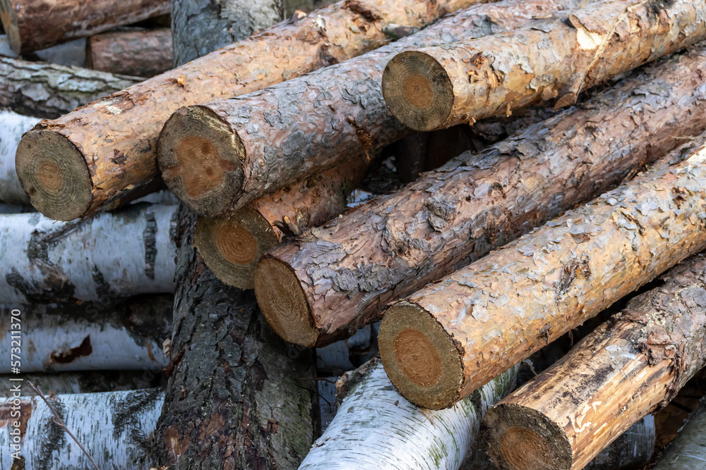 cut pine trees in the forest. piled of logs. timber wood industry concept cut pine trees in the forest. piled of logs. timber wood industry concept