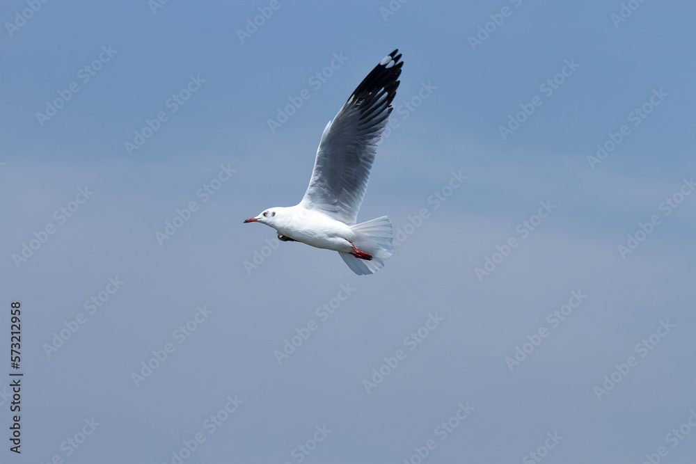 One seagull flying.The seagull is flying in the bright sky. One seagull flying.The seagull is flying in the bright sky.