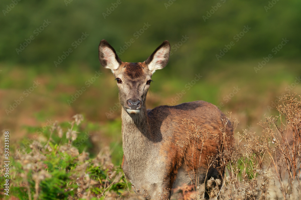 Close up of a red deer hind standing in grass