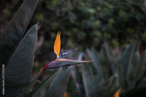 Take a moment to appreciate the little things in life, like the intricate details of this stunning Bird of Paradise flower. This close-up shot showcases the beauty and uniqueness of this tropical plan