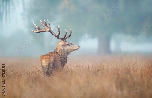 Fototapeta Naklejka Na Ścianę i Meble -  Red deer stag in the morning mist