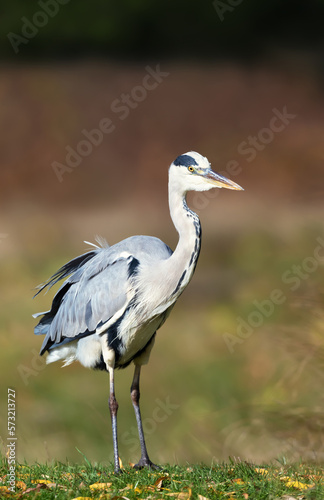 Close-up of a grey heron