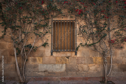 Weathered wall made of yellow stone with a closed window framed by two green plants with red flowers